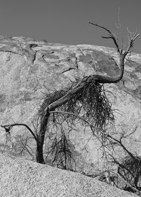 Crooked Tree JTNP