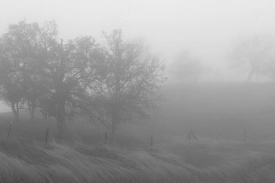 Fog & trees #1, CA