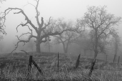 Fog & trees #2, CA