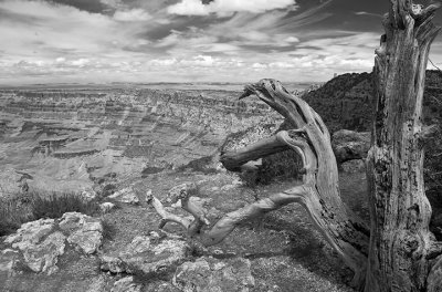 Old tree, GCNP