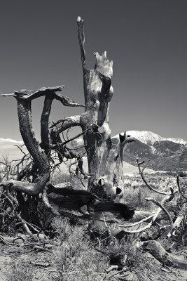 Old tree, GSDNP