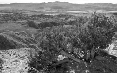 Far view #1, JTNP