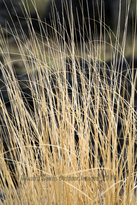  Grass close up