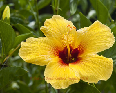 Hibiscus #4