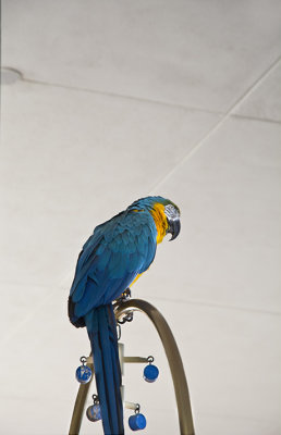Hilton Macaw