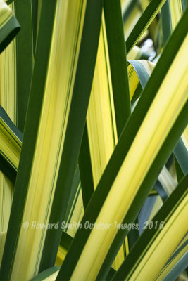  Palm Fronds #2