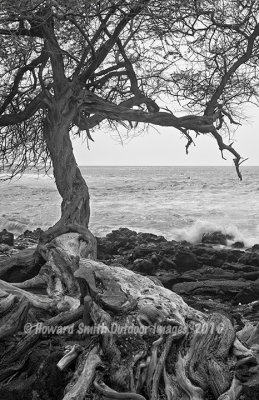  Tree in Black & White #1