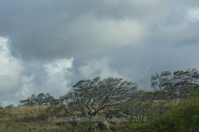  Tree and clouds