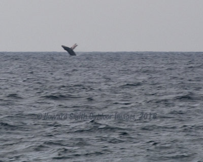  Whale Breach #1