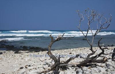 Beach and Surf