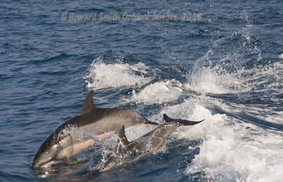 Spinner Dolphins #1