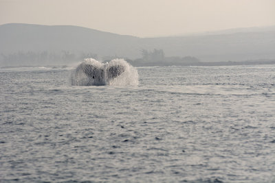 Whale fluke #2