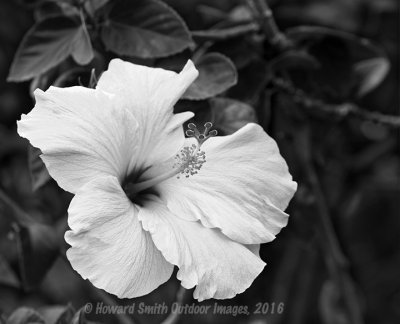 Habiscus in black & white