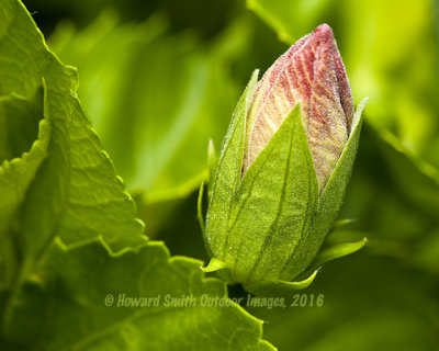 Habiscus bud