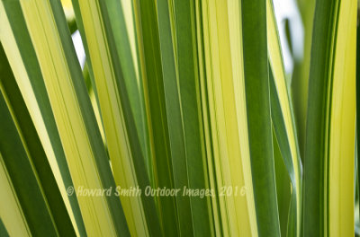 Palm Fronds #1