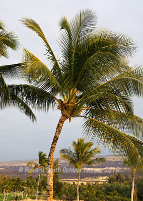Palm at sunset