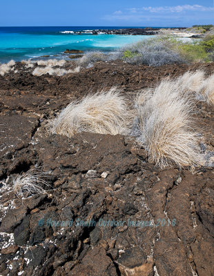 Grasses, surf, and lava#2