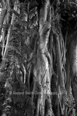 Alii Drive tree in black & white