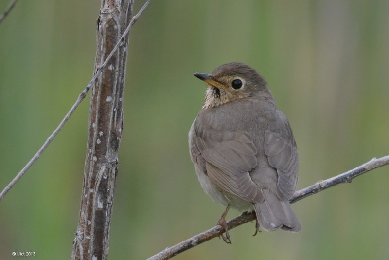 Grive  dos olive (Swainsons thrush)