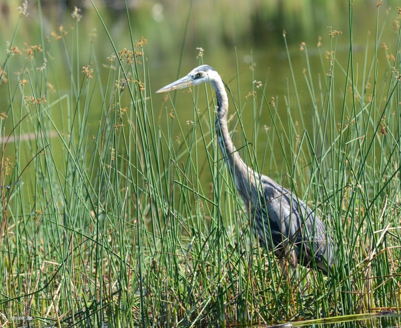 Grand hron (Great blue heron)