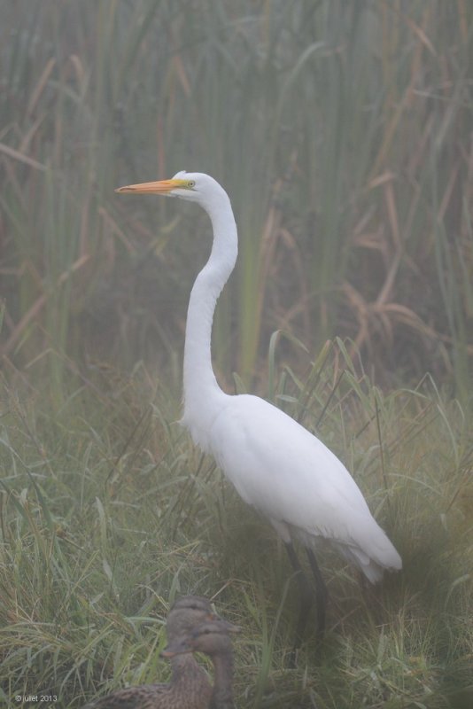Grande aigrette (Great egret)