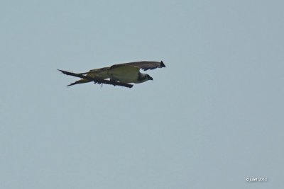 Balbuzard pêcheur (osprey)