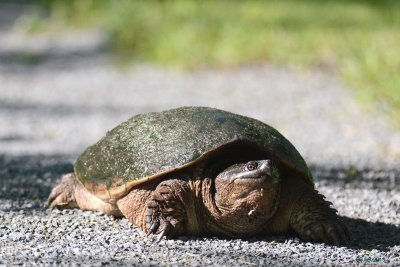 Tortue serpentine (Snapping turtle)