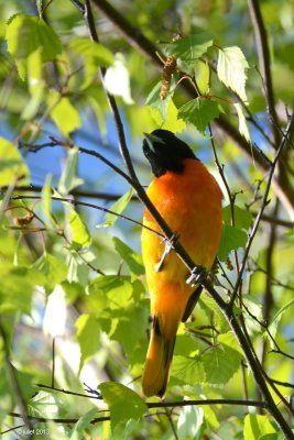 Oriole de Baltimore (Baltimore oriole)