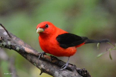 Piranga carlate (Scarlet tanager)