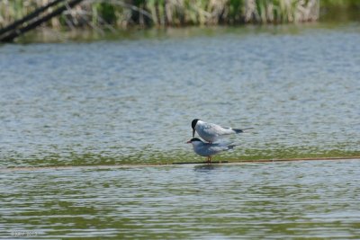 Sterne pierregarin (Common tern)