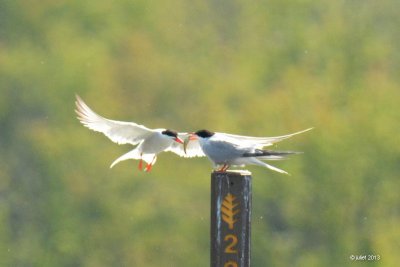 Sterne pierregarin (Common tern)