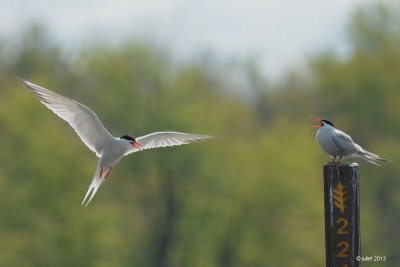 Sterne pierregarin (Common tern)