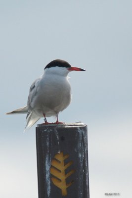 Sterne pierregarin (Common tern)