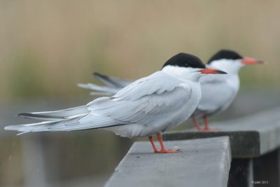 Sterne pierregarin (Common tern)