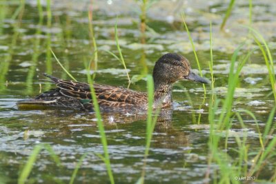 Sarcelle d'hiver (Green-winged teal)