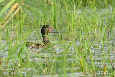 Sarcelle d'hiver (Green-winged teal)