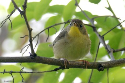 Paruline masque (Common yellowthroat)