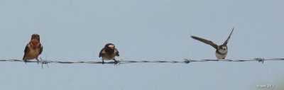Hirondelle rustique; Hirondelle  front blanc; Hirondelle de rivage (Barn swallow; Cliff swallow ; Bank swallow)