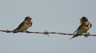 Hirondelle rustique (Barn swallow)