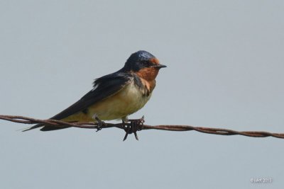 Hirondelle rustique (Barn swallow)