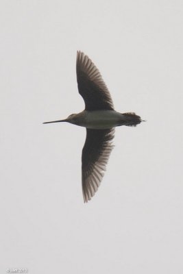 Bcassine de Wilson (Wilson's snipe)