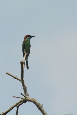 Gupier  gorge bleue (Blue-throated Bee-eater)