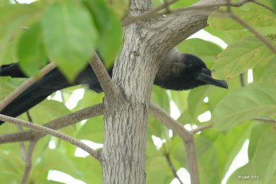 Corbeau familier (House crow)