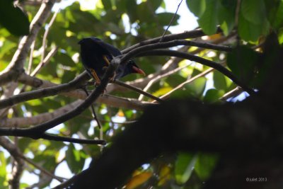 Mainate religieux (Common Hill Myna)