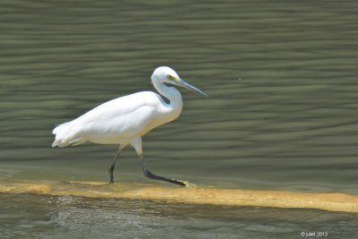 Aigrette garzette (Little egret)