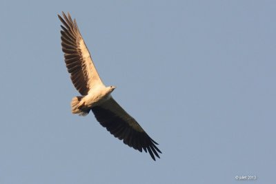 Pygargue blagre adult  (White-bellied Sea Eagle)