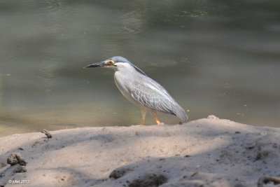 Hron stri (Striated Heron)