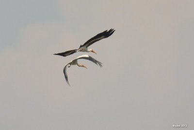Tantale blanc (Milky Stork)