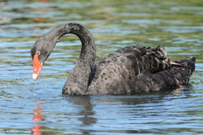 Cygne noir (Black swan)