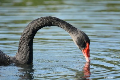 Cygne noir (Black swan) Introduced from Australia